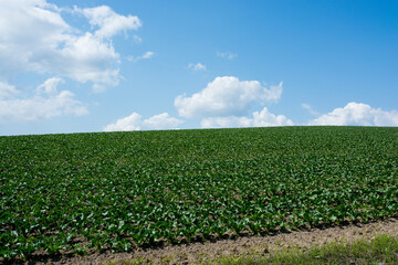 緑の野菜畑と青空
