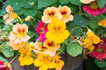 初夏の庭に咲く黄色いキンレンカ
