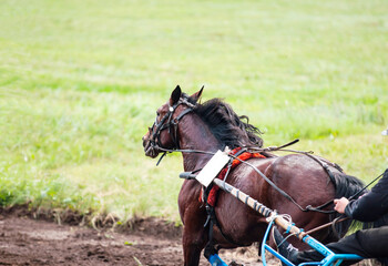 Racehorses participating in horse races at the racetrack 