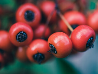 Red fruit