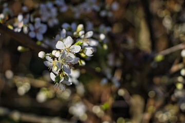 Weiße Kirschblume im Frühling 