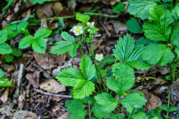 Kleine weiße Blume von Erdbeeren 