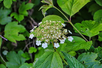 Gemeiner Schneeball weiße Blume 