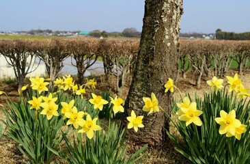 Fototapeta premium 堤防道に咲くスイセンの花 春の渡良瀬 風景