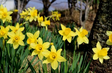 堤防道に咲くスイセンの花　春の渡良瀬　風景