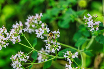 Kleine Biene auf einer weißen Blume 
