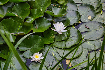 Wohlriechende Seerose in Weiß  © Oleg