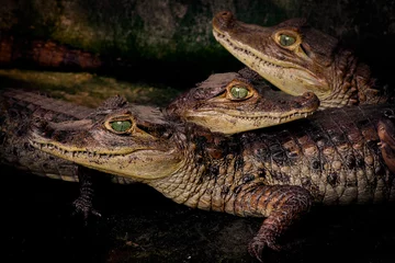 Foto auf Alu-Dibond close up of a crocodile © ANDRES VILLARRAGA