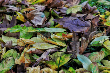 dry leaves falling in autumn