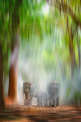 wilde asiatische elefantenfamilie, die zusammen im dunstigen nebeldschungel spazieren geht