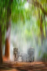 Keuken foto achterwand Pistache wilde Aziatische olifantenfamilie die samen in wazige mistjungle wandelen
