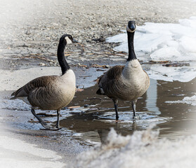 Obraz premium Couple de bernaches du Canada à la fonte de la glace