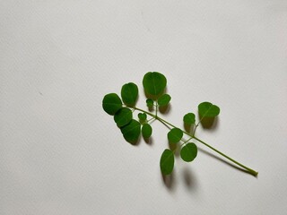 Moringa leaves on the ground