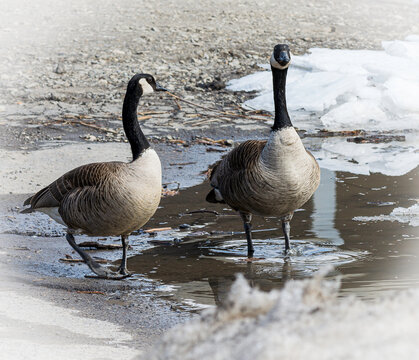 Couple de bernaches du Canada &agrave; la fonte de la glace