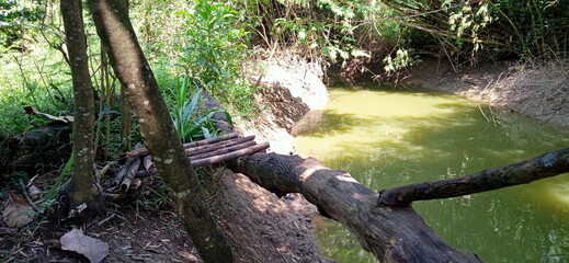 Fototapeta premium tree in the forest