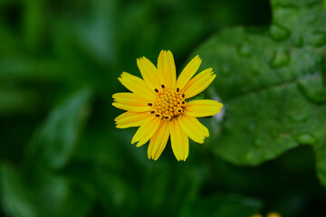 Close-up singapore daisy flower on green background	
