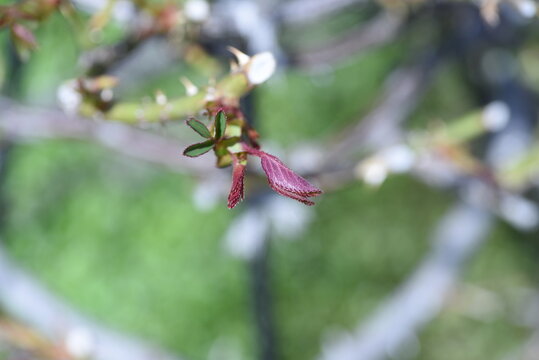 Rose Leaf Sprout. The Roses Dormant From December To February And Sprout And Leaves Around Mid-March. 