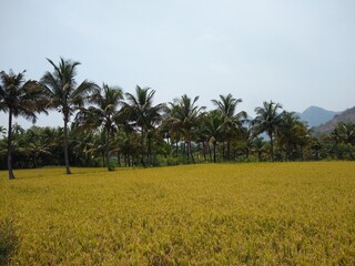 Rice farming, paddy field and coconut palm trees, Tamil Nadu, India