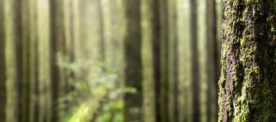 Fototapeta premium Tree trunk with defocused sunshine forest background. Rainforest background, great outdoor backdrop or natural texture. Beautiful North Vancouver, BC, Canada. Selective focus.
