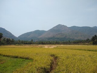 Obraz premium rice cultivation, Paddy field in Tenkasi, Tamil Nadu, India