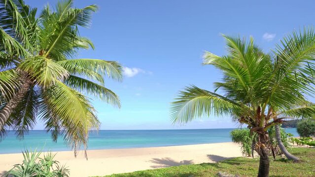 Beautiful coconut palm trees on the beach Phuket Thailand. Amazing sea beach Islands Palms leafs Palms grove over sea with beautiful summer clear blue sky Summer landscape amazing background