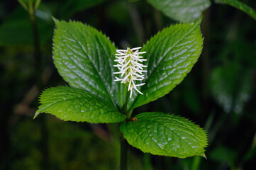 ヒトリシズカの花（北海道・知床）
