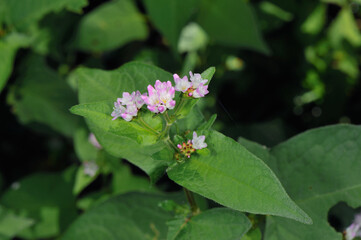 ミゾソバの花（北海道・知床）
