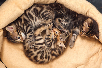 Closee-up little bengal kittens on the cat's pillow