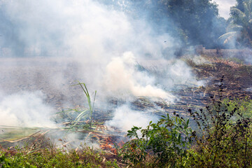 Farmers burn sugar cane fields causing air pollution and smog.