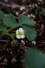 close up of strawberry blossom on ground in the garden