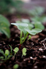 close up of green sprouts of radish on ground