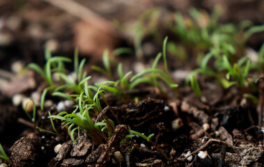 close up of green sprouts on ground