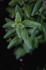close up of oregano plant, background 