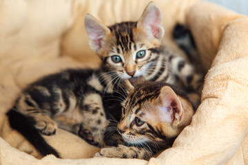 Closee-up little bengal kittens on the cat's pillow