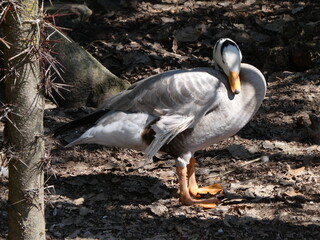 Obraz premium Anser indicus, gray colored goose that has a huge wingspan