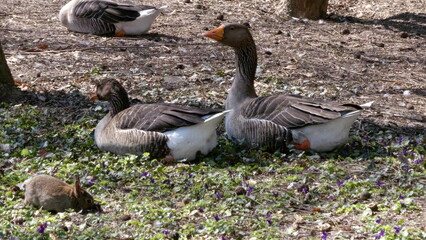 Toulouse goose, imposing appearance, soft and swollen plumage
