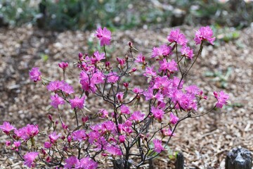 Rhododendron dilatatum flowers. Ericaceae deciduous shrub. Pink flowers bloom before the leaves from March to May. 