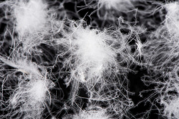 Background texture of soft fluffy delicate white down feathers