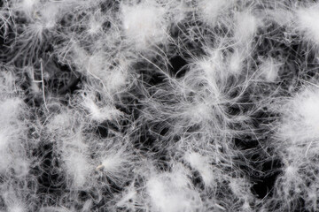 Background texture of soft fluffy delicate white down feathers