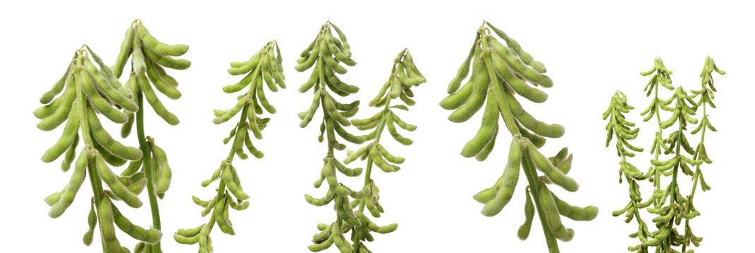 Fresh Harvested Soybean (edamame) Plant Isolated On White Background