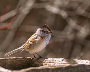 American Tree Sparrow