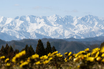 雪をいただく北アルプスを背に春の訪れを告げる花 福寿草