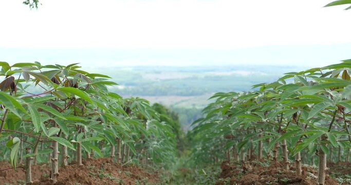 cassava fields, cassava trees growing