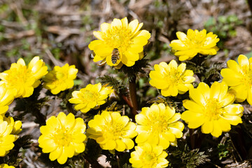春の訪れを告げる黄色の花 福寿草に集るミツバチ