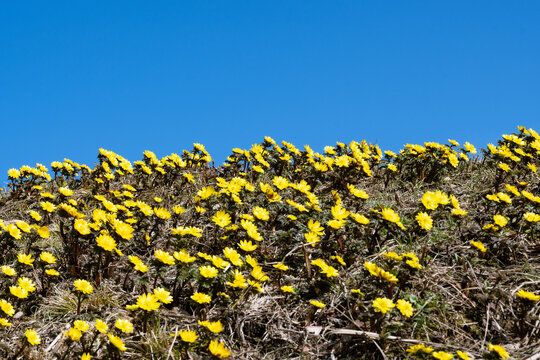 青空に映える春の訪れを告げる黄色の花 福寿草