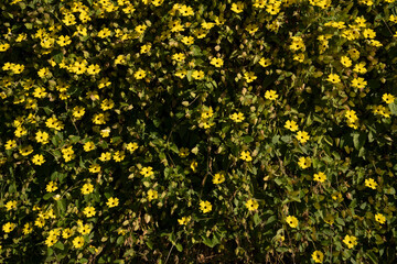 Floral background. View of Thunbergia alata, also known as black eyed Susan vine, blooming flowers of yellow petals and green leaves, growing in the garden.