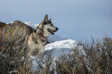 Max the Malamute in the Snow