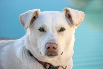 Portrait of Rosie the Dog