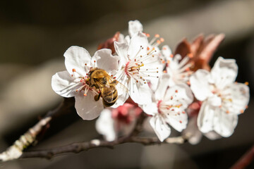 Honeybee on Apple Blossoms