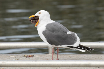 Seagull Eating a Starfish II